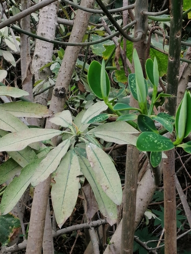 Image of Euphorbia laurifolia by (c) Alejandro Alfredo Aguirre, some rights reserved (CC BY)
