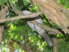 Dryoscopus cubla cubla