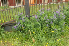 Vicia cracca