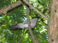 Dryoscopus cubla cubla