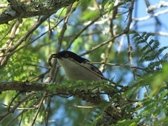 Dryoscopus cubla cubla