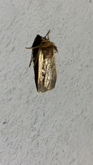 Ochropleura