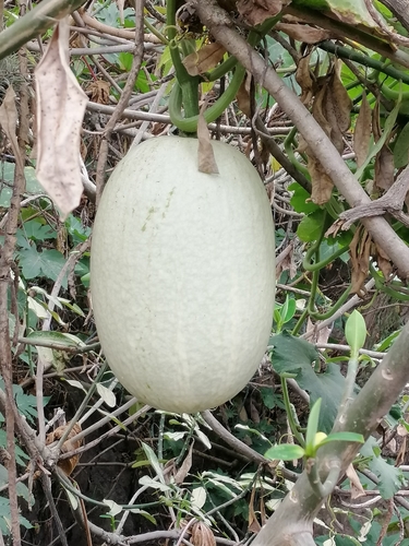 Image of Cucurbita ficifolia by (c) Alejandro Alfredo Aguirre, some rights reserved (CC BY)