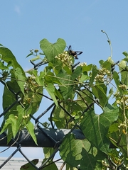 Lepidoptera