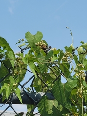 Lepidoptera