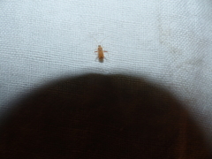 Phytocoris meridionalis