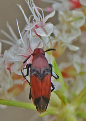 Macrosiagon cruenta