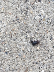 Coleoptera