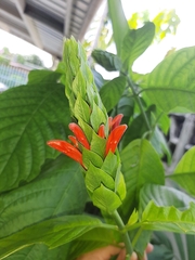Acanthoideae