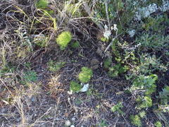 Tordylieae