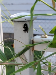 Phidippus audax