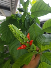 Acanthoideae