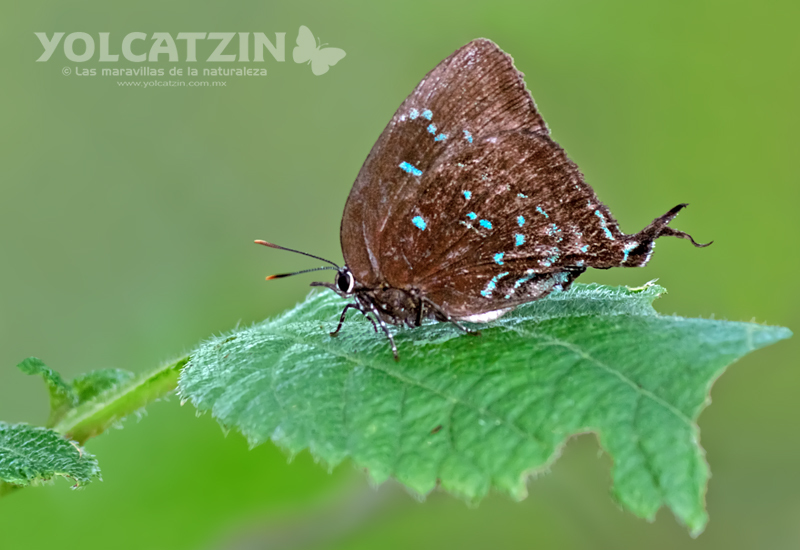 Denivia theocritus