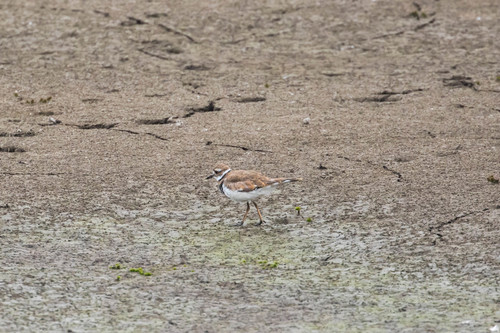 Killdeer photographed in Oregon