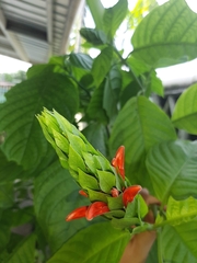 Acanthoideae