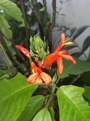 Acanthoideae