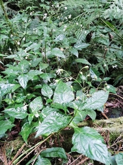 Adenostemma platyphyllum