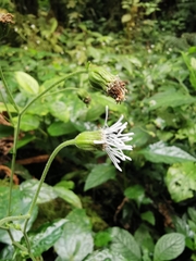 Adenostemma platyphyllum