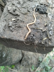 Geonemertes pelaensis