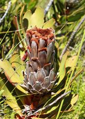 Protea speciosa