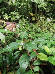 Adenostemma platyphyllum