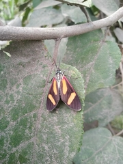 Cyanopepla submacula