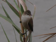 Acrocephalus gracilirostris gracilirostris