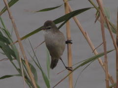 Acrocephalus gracilirostris gracilirostris