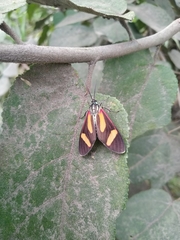 Cyanopepla submacula