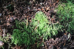 Plagiothecium curvifolium
