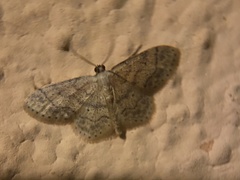 Idaea subsaturata