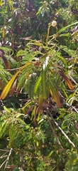 Leucaena leucocephala
