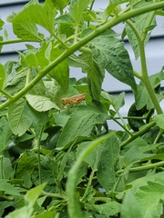 Melanoplus differentialis