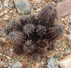 Acanthopsis disperma