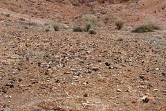 Acanthopsis disperma