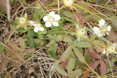 Parnassia palustris