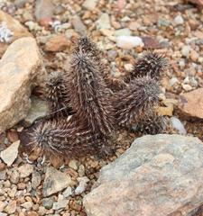 Acanthopsis disperma