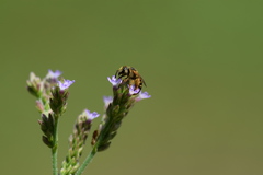 Halictus poeyi