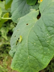 Orthoptera