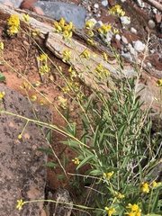 Chrysothamnus scopulorum