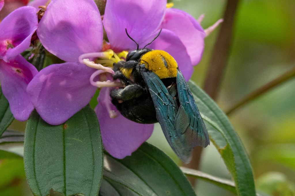 Yellow-and-black Carpenter Bee