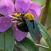 Yellow-and-black Carpenter Bee - Photo (c) Bronze Cheung Kwok Yee, some rights reserved (CC BY-NC), uploaded by Bronze Cheung Kwok Yee