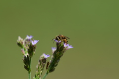 Halictus poeyi