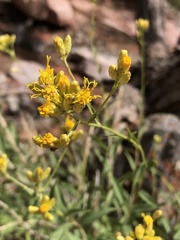 Chrysothamnus scopulorum