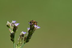 Halictus poeyi