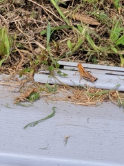 Orthoptera