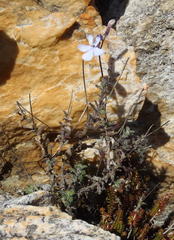 Lobelia dichroma