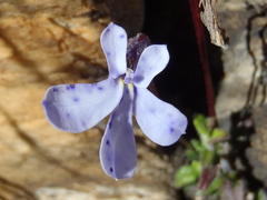 Lobelia dichroma