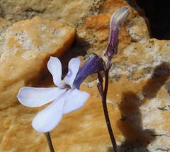 Lobelia dichroma