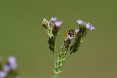 Halictus poeyi